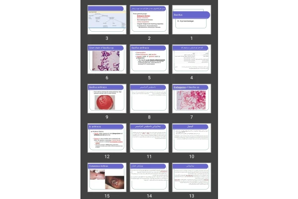 پاورپوینت باسیلوس Bacillus