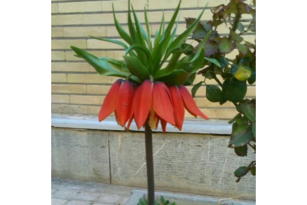 هومه نیلگون