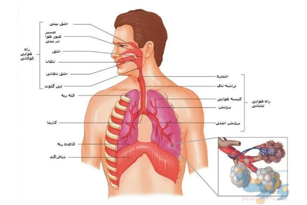 Respiratory anatomy & physiology(آناتومی تنفسی و فیزیولوژی)