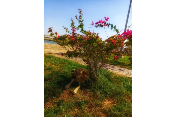 عکس برای پوستر و پس زمینه و...