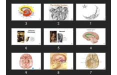 پاورپوینت آناتومی لیمبیک The Limbic System