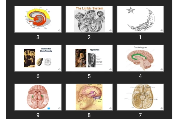 پاورپوینت آناتومی لیمبیک The Limbic System