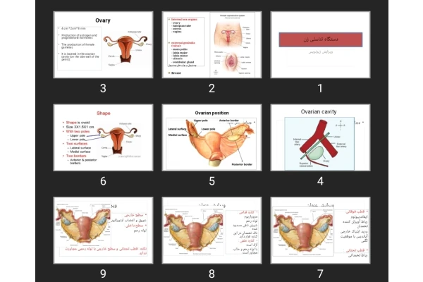 پاورپوینت دستگاه تناسلی زن