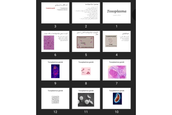پاورپوینت Toxoplasma