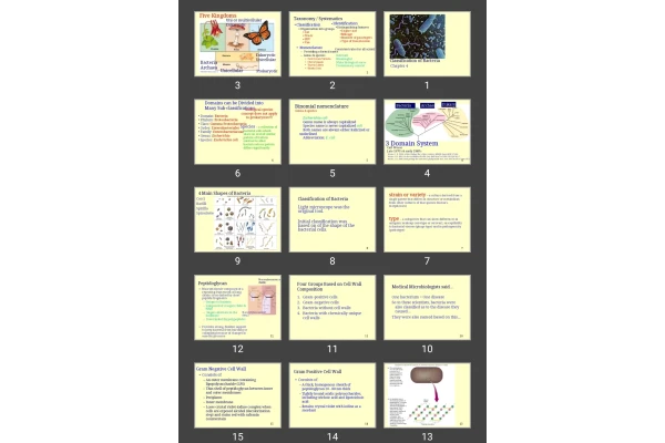 پاورپوینت Classification of Bacteria