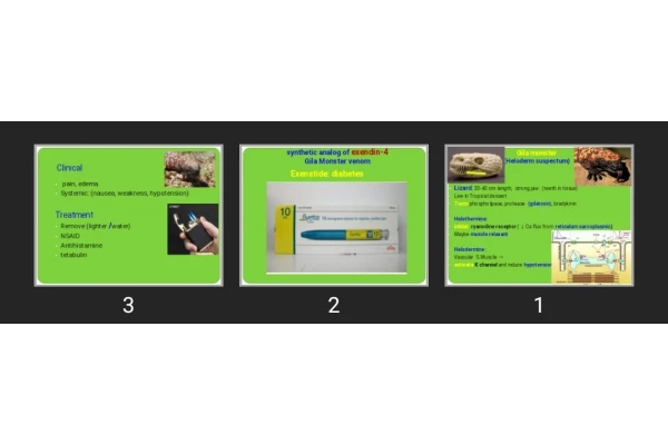 پاورپوینت Gila monster