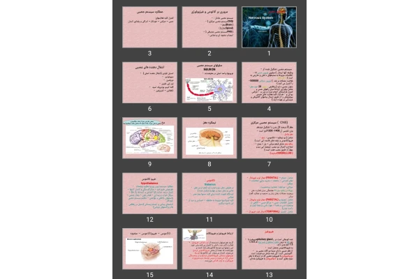 پاورپوینت سیستم عصبی