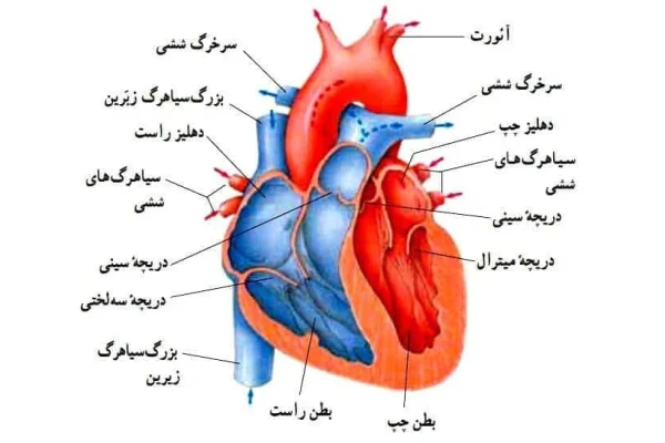 جزوه کامل مقدمات قلب / ویژه دانشجویان پزشکی / تمام اساتید دانشگاه تهران
