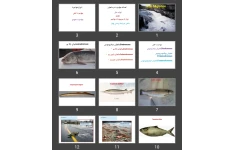 پاورپوینت مهاجرت در ماهیان