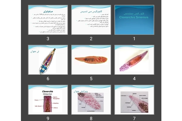 پاورپوینت کلنورکیس سی ننسیس