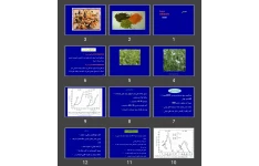 پاورپوینت عدس