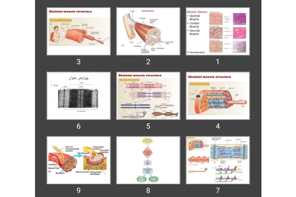 پاورپوینت عضله Muscle
