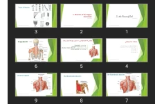 پاورپوینت Muscles of the Upper Extremity