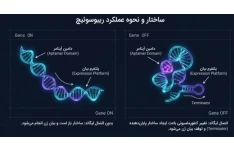 تنها نسخه پاورپوینت تخصصی (Plant Biotechnology Clark & Pazdernik)  ایران به زبان فارسی _بخش دوم