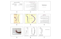 پاورپوینت The hook worms