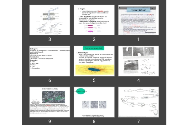 پاورپوینت Morphology of Bacteria