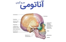 خلاصه آناتومی سر و گردن - دکتر رسولی - ۸۰ صفحه