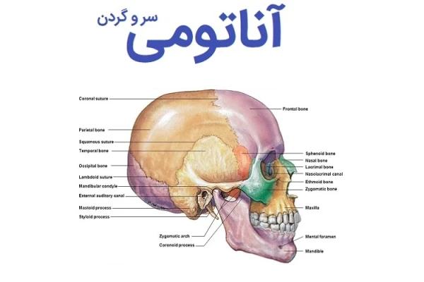 خلاصه آناتومی سر و گردن - دکتر رسولی - ۸۰ صفحه