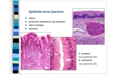 Presentation About Epithelial Tissue