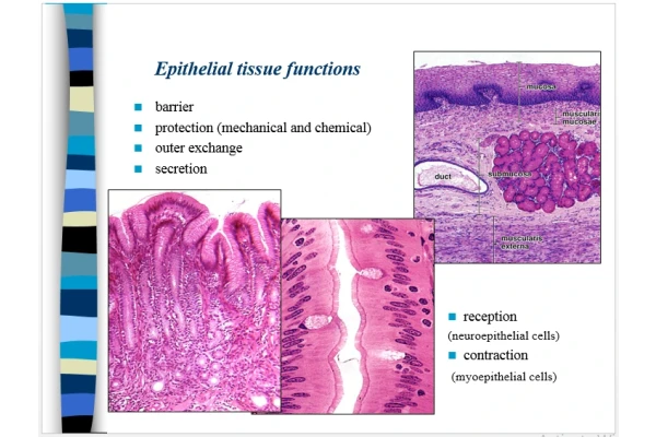 Presentation About Epithelial Tissue