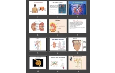 پاورپوینت The Urinary System