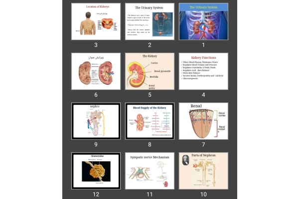 پاورپوینت The Urinary System