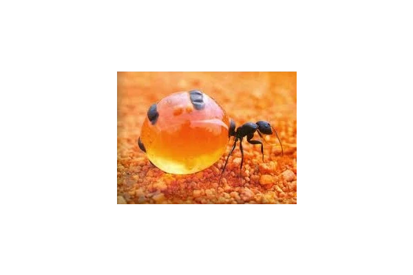 پاورپوینت ,  کلیاتی از کلونی مورچه ها حشرات اجتماعی , 68 اسلاید , pptx