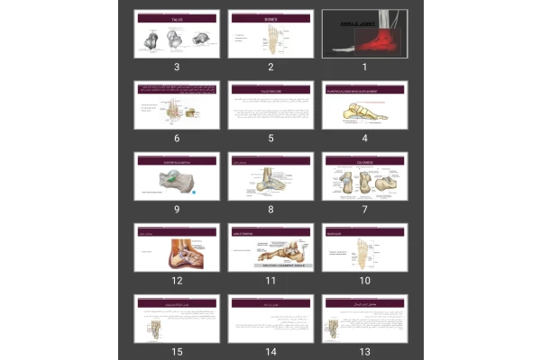 پاورپوینت Ankle joint