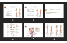 پاورپوینت Post. Compartment of forearm