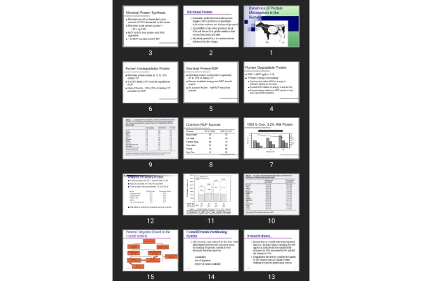 پاورپوینت Dynamics of Protein Metabolism in the Ruminant