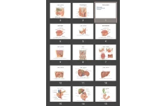 پاورپوینت Salivary Gland غدد