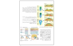 جزوه آناتومی اعصاب