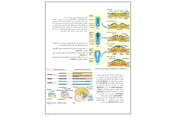 جزوه آناتومی اعصاب