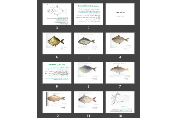 پاورپوینت ماهی پنجزاری، چغوک، بزماهيان