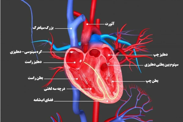 خلاصه آناتومی قلب PDF (دانشگاه علوم پزشکی آزاد تهران)