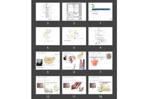 پاورپوینت اعصاب اندام فوقانی Anatomy of the Upper Limb