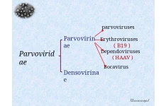 پاورپوینت Parvoviridae