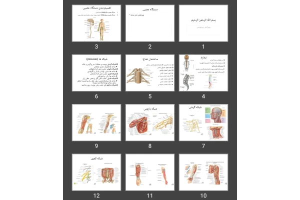 پاورپوینت دستگاه عصبی