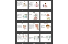 پاورپوینت Respiratory System