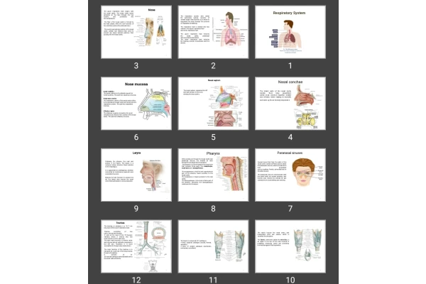 پاورپوینت Respiratory System