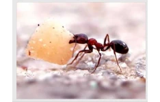   پاورپوینت الگوریتم کلونی مورچه