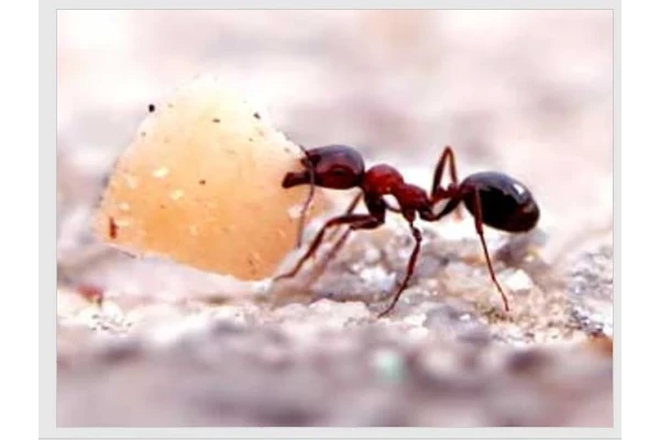   پاورپوینت الگوریتم کلونی مورچه
