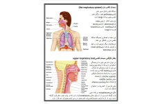 جزوه آناتومی تنفس