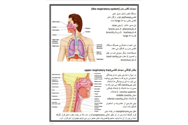 جزوه آناتومی تنفس
