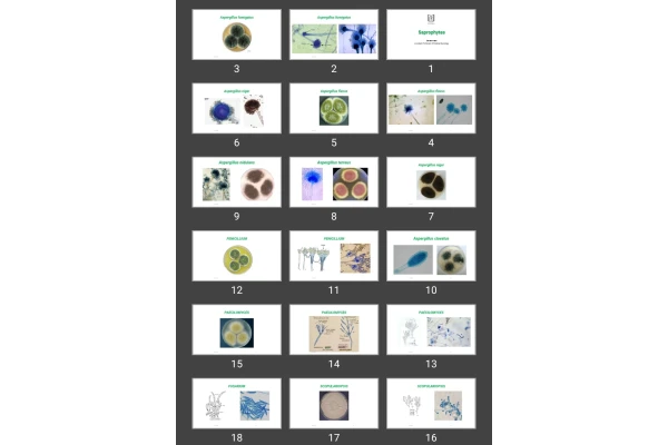 پاورپوینت Saprophytes