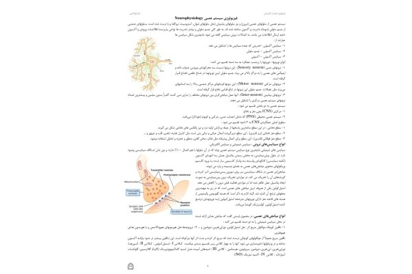 فیزیولوژی اعصاب(جزوه) 🔬 نسخه کامل ✅