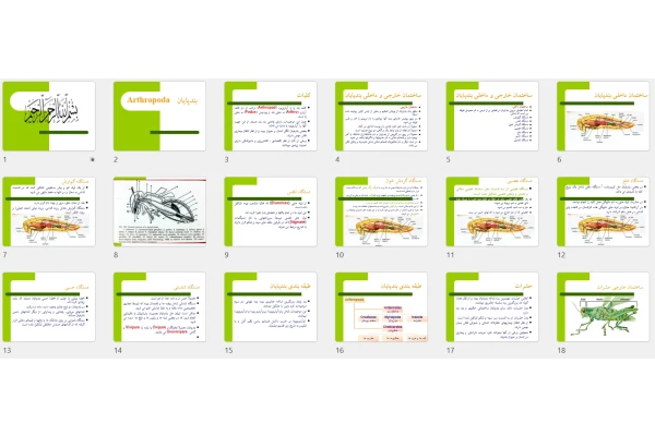 پاورپوینت بندپايان Arthropoda