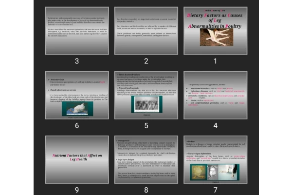 پاورپوینت Dietary Factors as Causes of Leg Abnormalities in Poultry