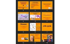 پاورپوینت Leishmania and Leishmaniasis Amoeba and Amoebiasis