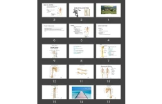 پاورپوینت SKELETAL SYSTEM